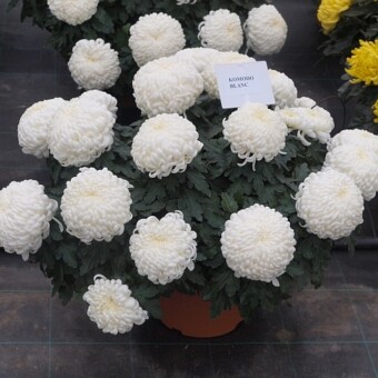 ‘Komodo Blanc’