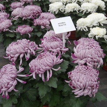‘Agora Mauve’
