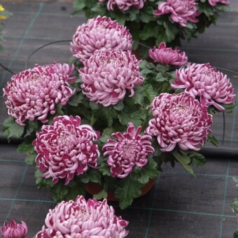 ‘Favela Mauve’