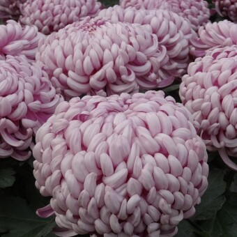 ‘Loredis Rose’