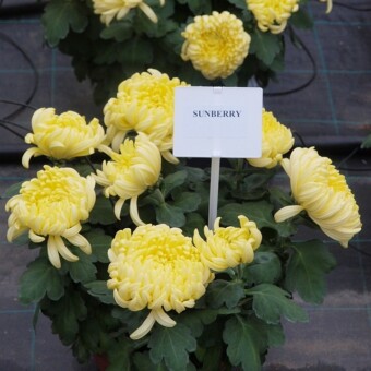 ‘Sunberry’