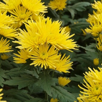 ’Ampera Yellow’ (w uprawie gałązkowej) 