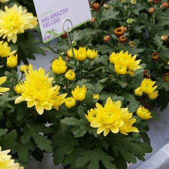 ’Kalamazoo Yellow’ 