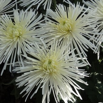’Elbrus White’ 