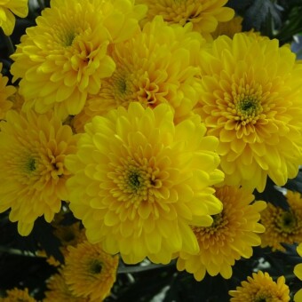 ’Santos’ 
