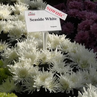 ’Seaside White’ 