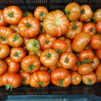 Fot. 1 - 6 Admiro F1, fot. T. Krasowski