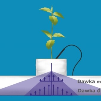 Wilgotność maty w zależności od dawki pożywki