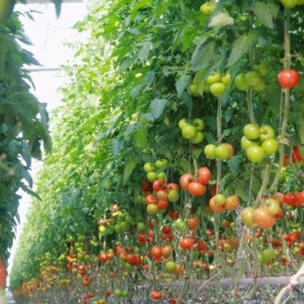 Tak prezentowała się Brightina w połowie lipca