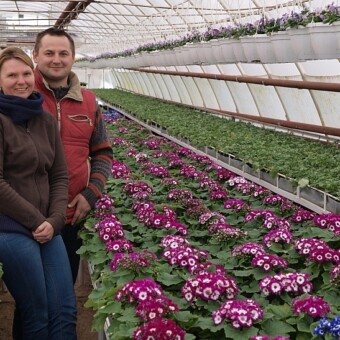 Kamila i Hubert Rybarczykowie w tunelu z m.in. cynerariami z grupy Jester - koniec lutego 2013 r., fot. 1-12 A. Cecot