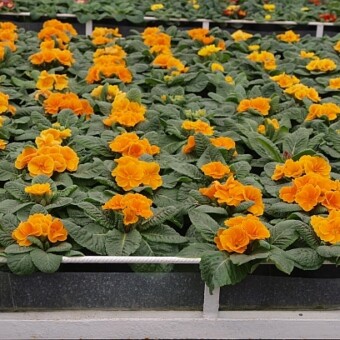 Pierwiosnki 'Elbo Orange'