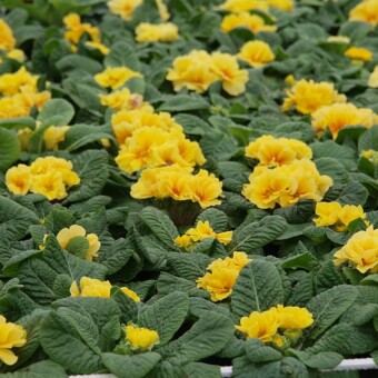 Pierwiosnki z grupy Hethor Petticoat Double