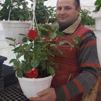 Hubert Rybarczyk z mandewillą 'Sundaville Red'