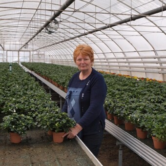 Mariola Bucikiewicz z uzupełniajęcymi zimową ofertę doniczkowymi azaliami, które są sprowadzane z Belgii w formie półproduktu