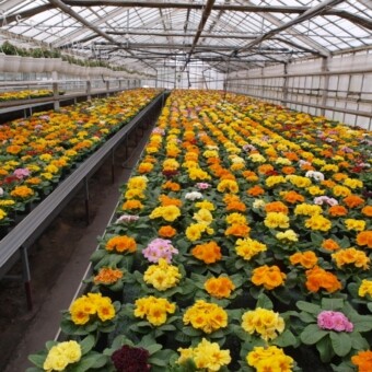 Szklarnia z pierwiosnkami, wśród których największe kwiaty mają te z grupy Hethor