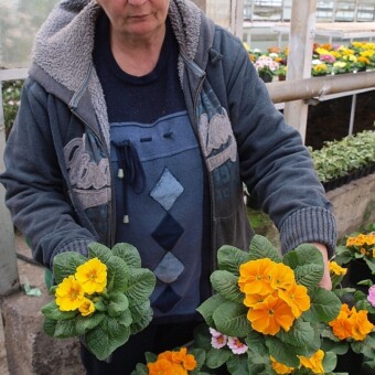 Mariola Bucikiewicz porównuje odmianę z grupy Alaska ( o mniejszych kwiatach) z tą z grupy Hethor