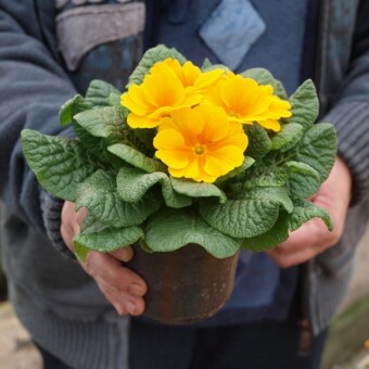 Pierwiosnki z grupy Alaska mają ładnie rozbudowaną rozetę liści