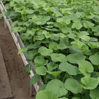 Malwy ciesza się rosnącą popularnością