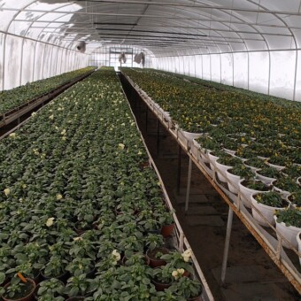 Bratki i fiołki rogate pod koniec zimy w nieogrzewanym tunelu (były okryte włókniną)