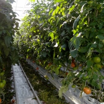 W obiekcie uprawiane są pomidory odmiany Listell F1