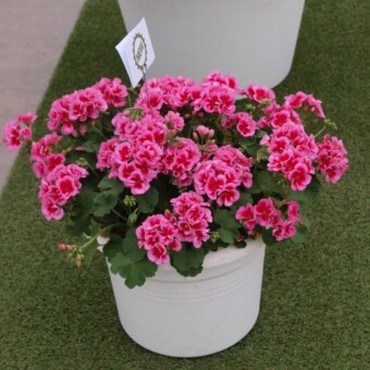Pelargonia Calliope 'Rose Splash', fot. A.Cecot
