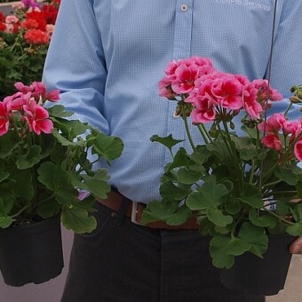 Porównanie odmian 'Rose Splash' z dwóch różnych grup - Calliope (z prawej) i, słabiej rosnącej, o wyprostowanym pokroju Americana, fot. A.Cecot 