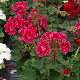 Pelargonium zonale Tango 'Deep Rose with Eye', fot. A.Cecot
