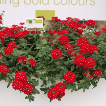 Werbena Lanai 'Scarlet with Eye', fot. A.Cecot