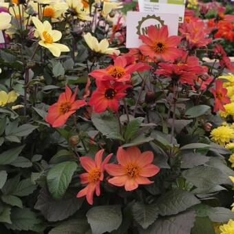 Dalia Happy Days 'Cherry Red', fot. A.Cecot