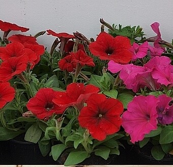 Petunie - odmiany z grupy Damask F1 (Multiflora), fot. A.Cecot