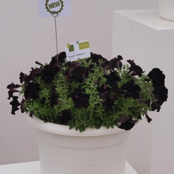 Petunia 'Black Ray' z "Designer Collection", fot. A.Cecot