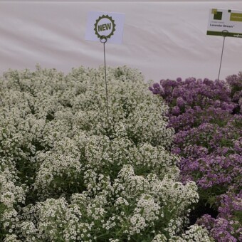 Lobularia 'White' i 'Lavender' z grupy Stream, fot. A.Cecot