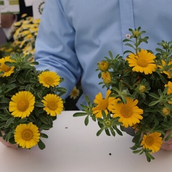 Asteriscus maritimus 'Aurelia Gold' oraz 'Aurelia Early Gold' (z prawej), fot. A.Cecot 