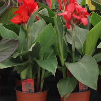 Canna - odmiana z grupy Cannova F1 (hodowli firmy Takii), fot. A.Cecot