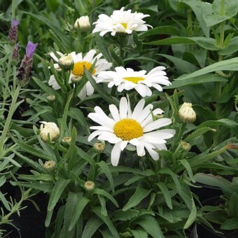 Leucanthemum maximum 'Western Star Leo', fot. A.Cecot