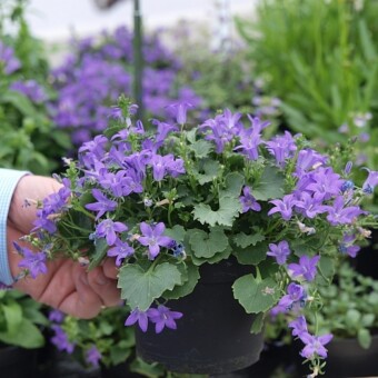 Campanula portenschlagiana 'Clockwise Deep Blue' F1, fot. A.Cecot