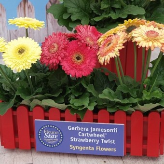 Gerbery - odmiany z grupy Cartwheel Strawberry Twist, wyróżnionej w tym roku nagrodą FleuroStar Award, fot. A.Cecot 