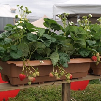 Fragaria ‘Cupido’