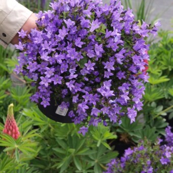 Campanula portenschlagiana ‘Catharina’ 