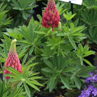 Lupinus Gallery ‘Rose Shades’ 