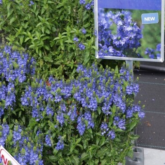 Veronica ‘Venice Blue’ 