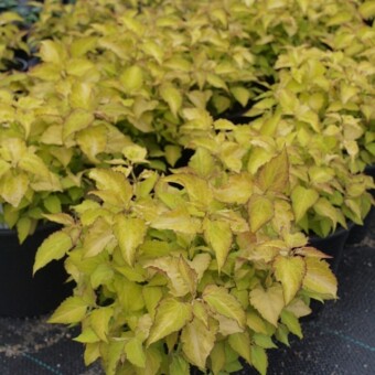 Leycesteria ‘Jealosy’ – sezonowa roślina o ozdobnych liściach 