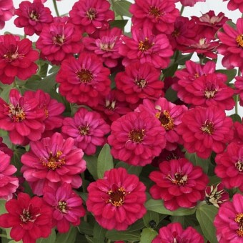 Kwiatostany cynii (Zinnia x hybrida) Profusion Double 'Hot Cherry', fot. 1 do 3 Fleuroselect