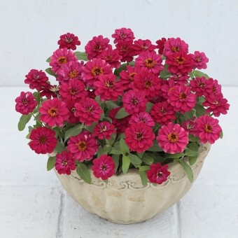 Cynia Profusion Double 'Hot Cherry' nadaje się do uprawy w pojemnikach tarasowych