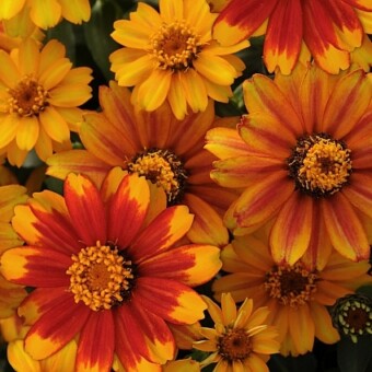 Zinnia marylandica Zahara 'Sunburst'