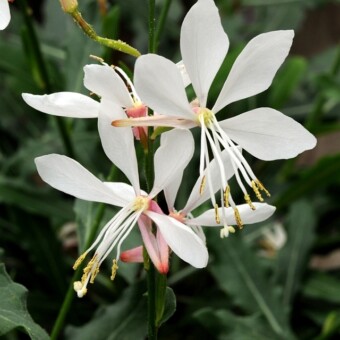Kwiaty gaury Lindheimera (Gaura lindheimeri) 'Sparkle White', fot. 1 do 3 Fleuroselect