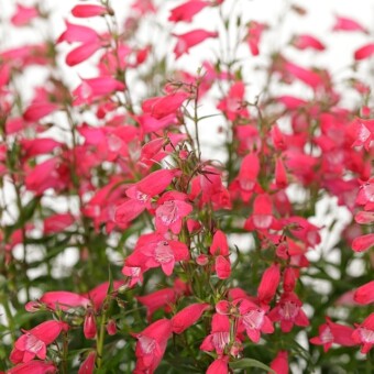 Kwiatostany penstemonu (Penstemon x mexicali) Carillo 'Red', fot 1 do 4 Fleuroselect