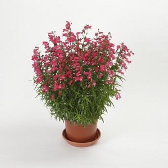 Penstemon x mexicali Carillo 'Red' ma zwarty pokrój