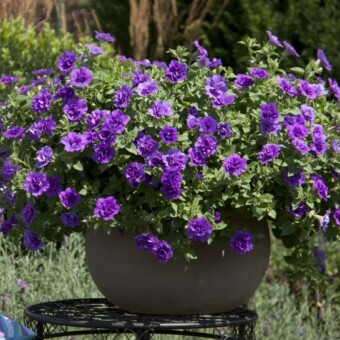 Petunia SweetSunshine 'Provence' ma półzwisły pokrój 