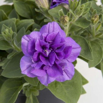 Pełny kwiat petunii SweetSunshine 'Provence'